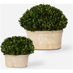 Preserved Boxwood-Trees-Greenery