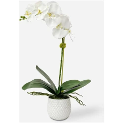 Cami Orchid-Botanicals