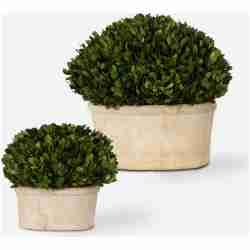 Preserved Boxwood-Trees-Greenery