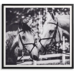 Apple Of My Eye-Horse Prints