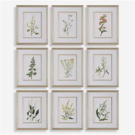 Botanical Flowers-Botanical Prints