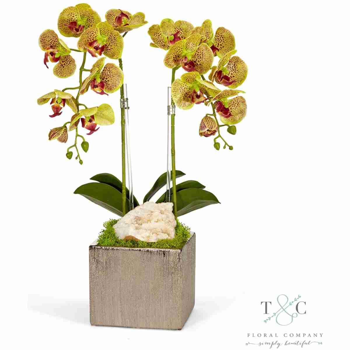 Double Green Orchid In Silver Square - 12L X12W X 24H Floral Arrangement