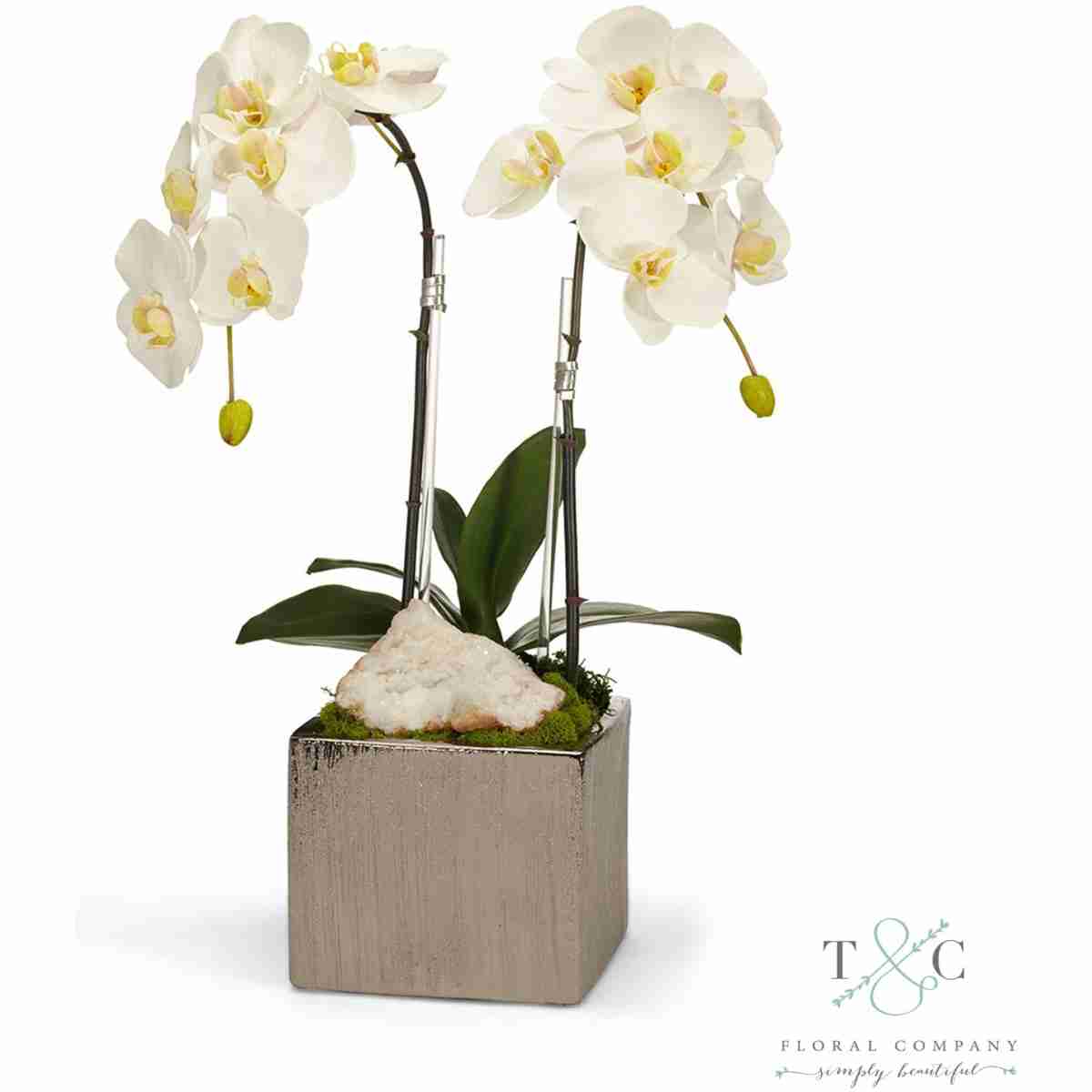 Double White Orchid In Silver Square - 12L X12W X 24H Floral Arrangement