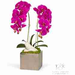 Double Fuchsia Orchid in Silver Square - 12L x12W x 24H Floral Arrangement