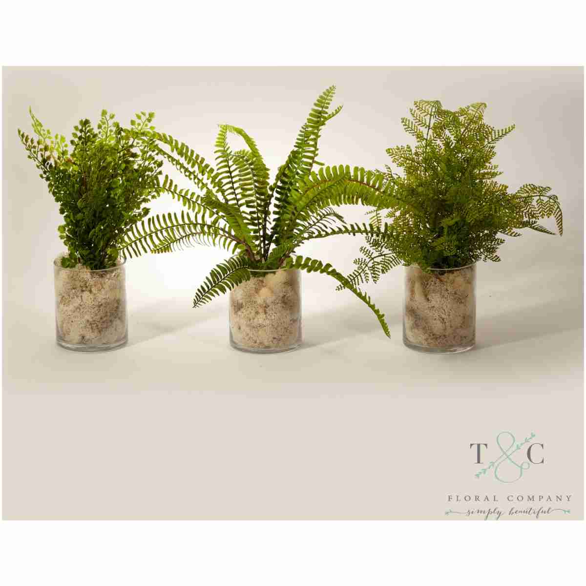 Ferns In Clear Glass - Set Of 3 - 12L X 12W X 12H Floral Arrangement