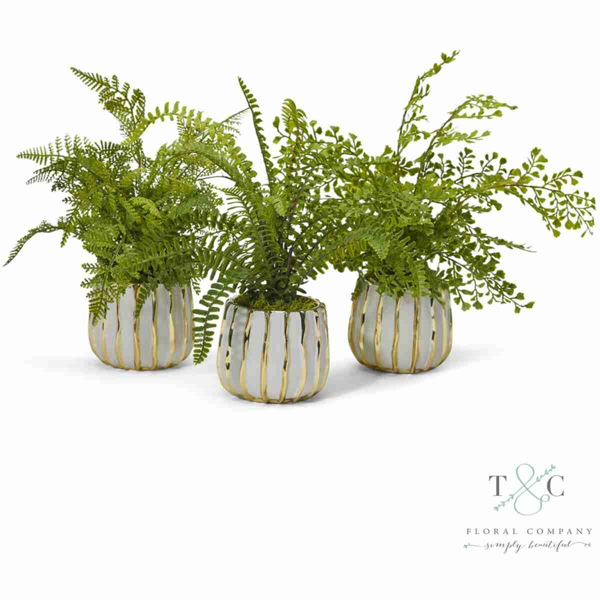 Fern - 3 Pack - 12L X 12W X 12H  Floral Arrangement