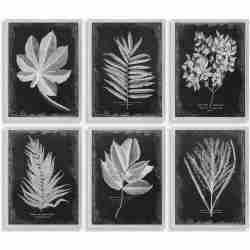 Foliage-Leaf Prints