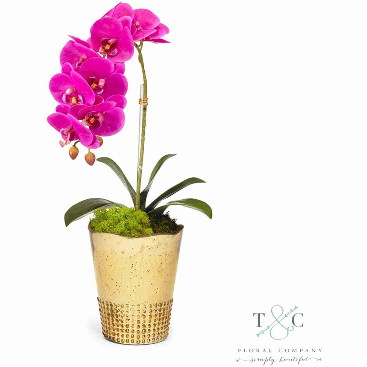 Fuchsia Orchid In Gold Vintage Vase - 7L X 10W X 22H Floral Arrangement