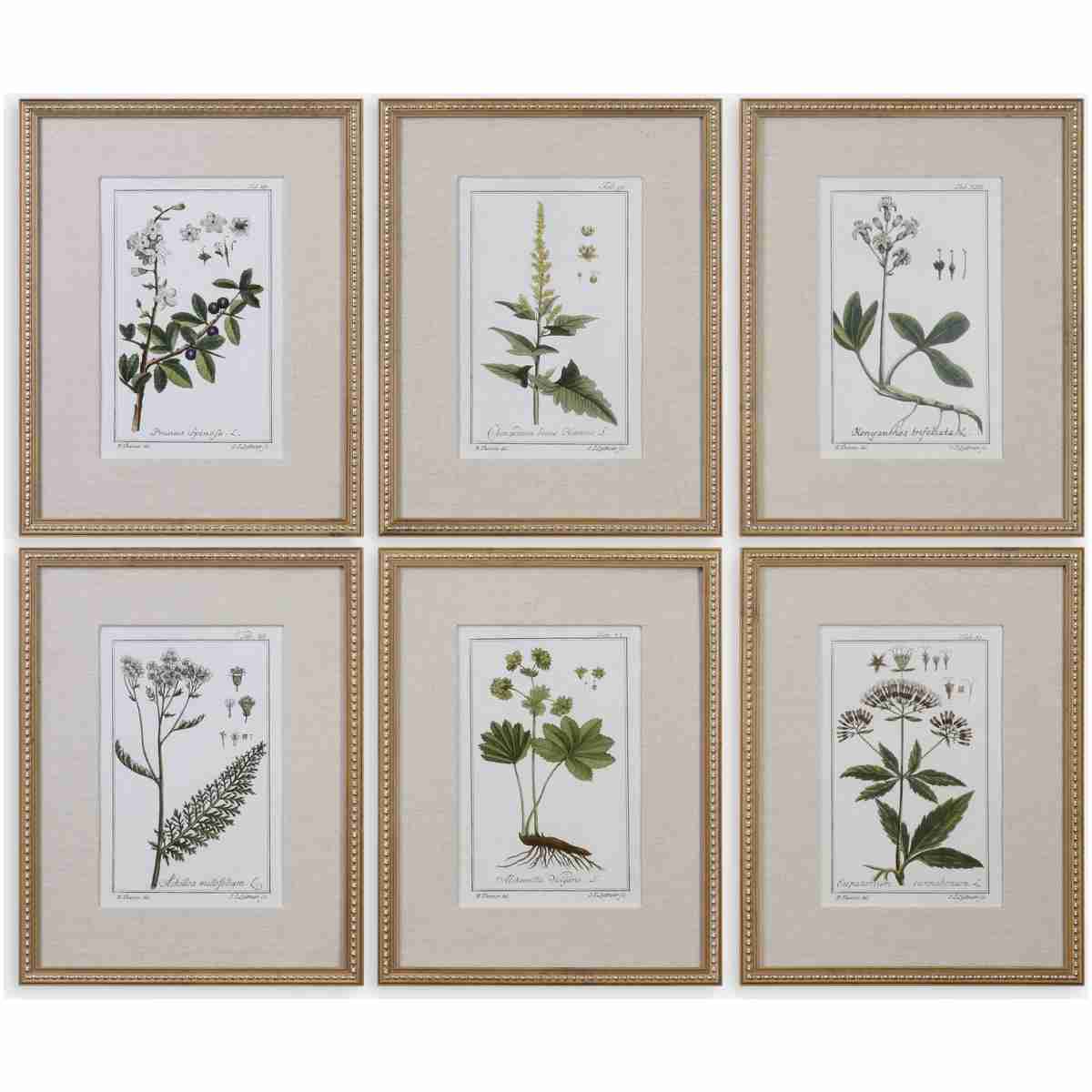 Green Floral Botanical Study-Floral Prints