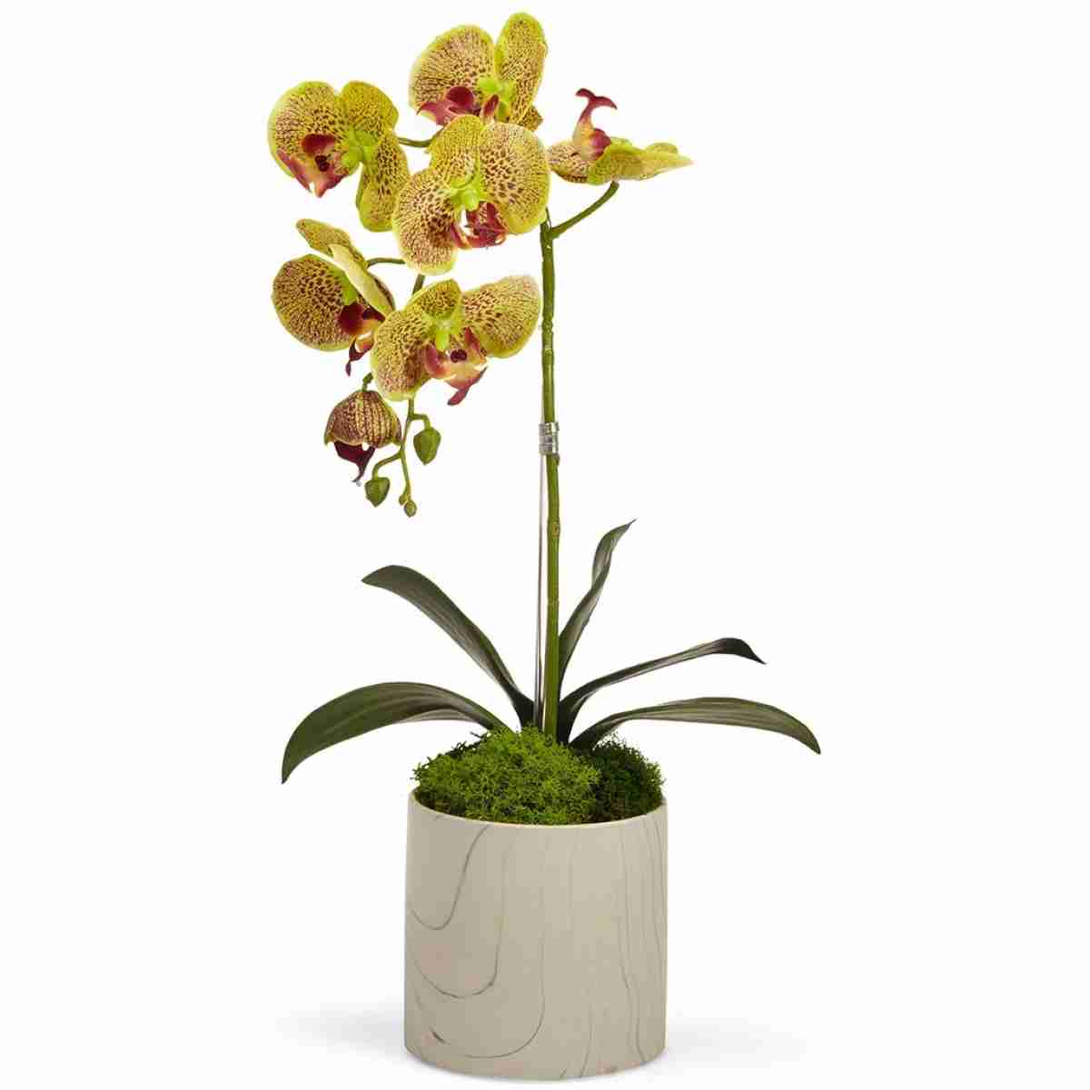 Green Single Orchid In White Marble Container - 9L X 9W X 20H Floral Arrangement