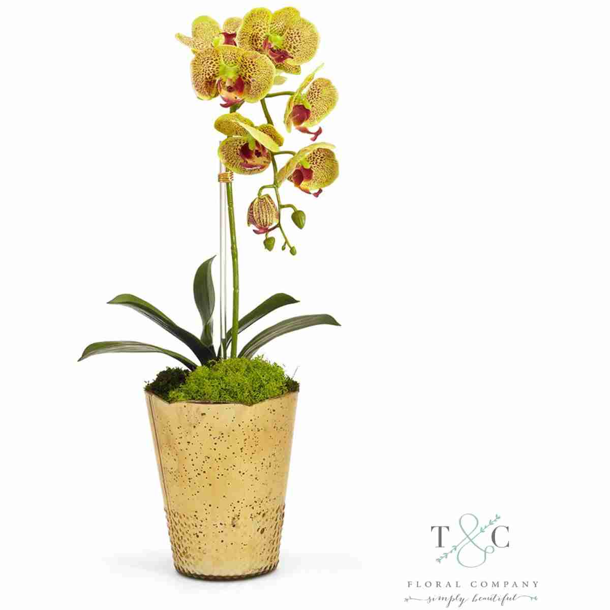 Green Orchid In Gold Vintage Vase - 7L X 10W X 22H Floral Arrangement