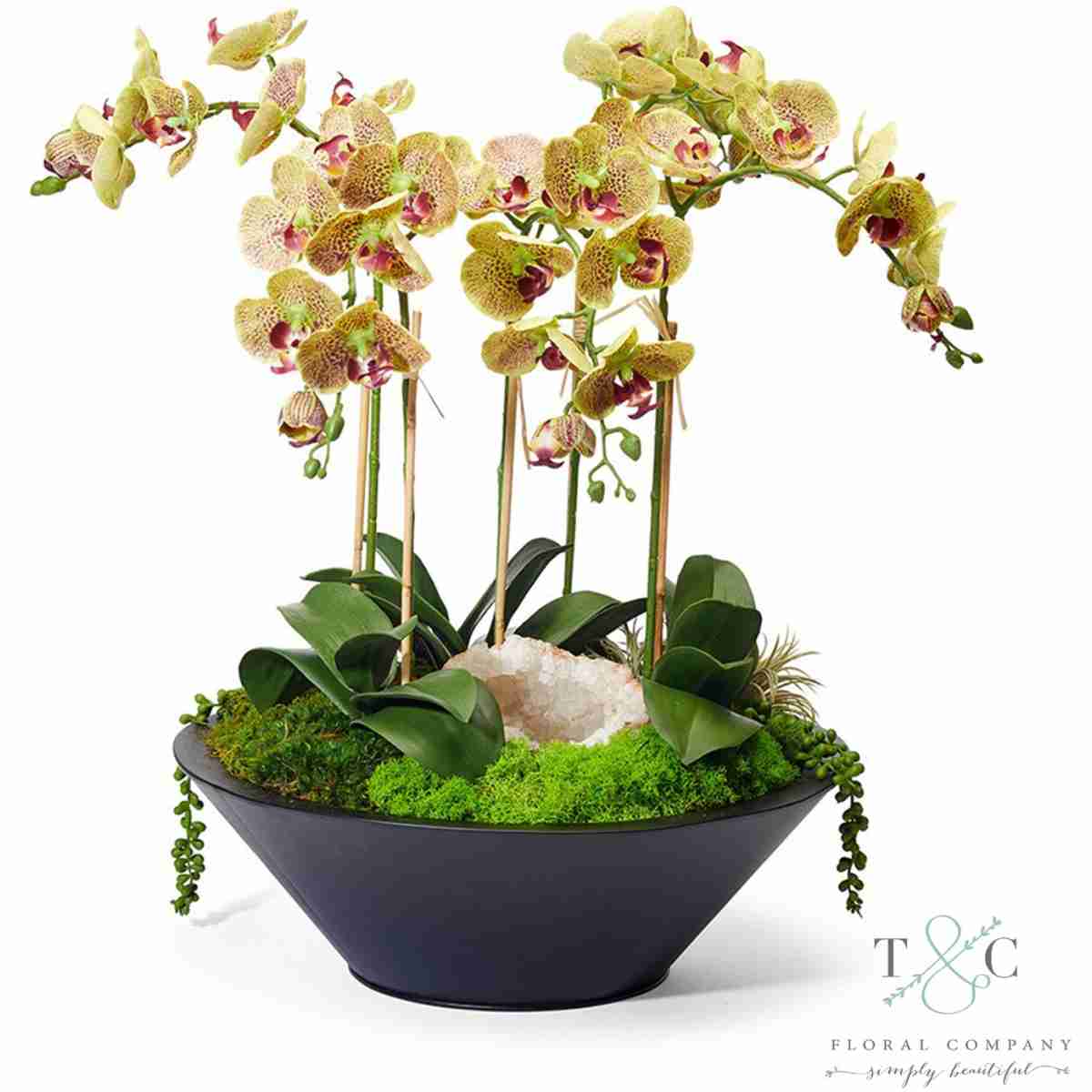 Green Orchids In Sleek Metal Container - 22L X 22W X 26H Floral Arrangement