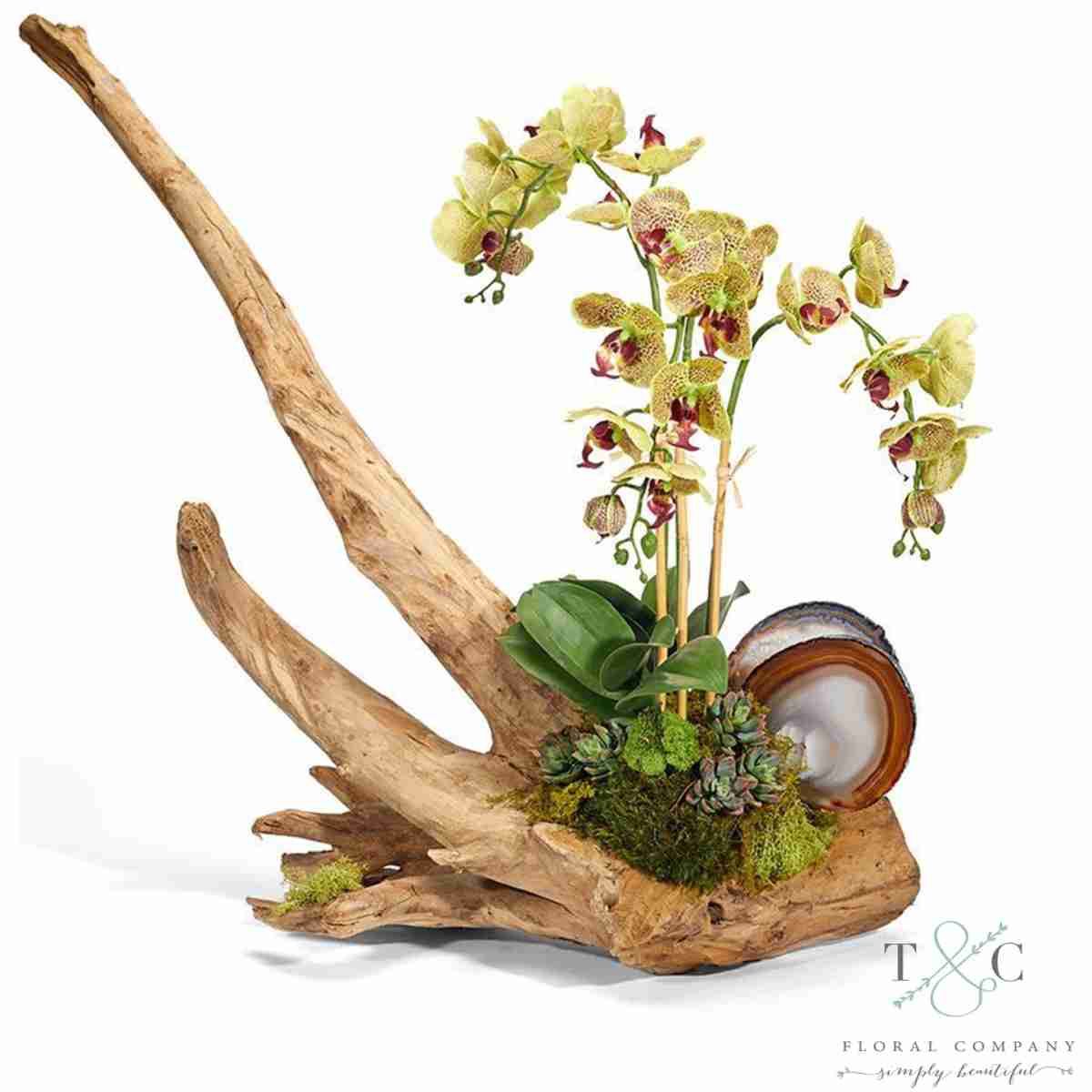 Green Orchid On Driftwood - 24L X 12W X 25H Floral Arrangement