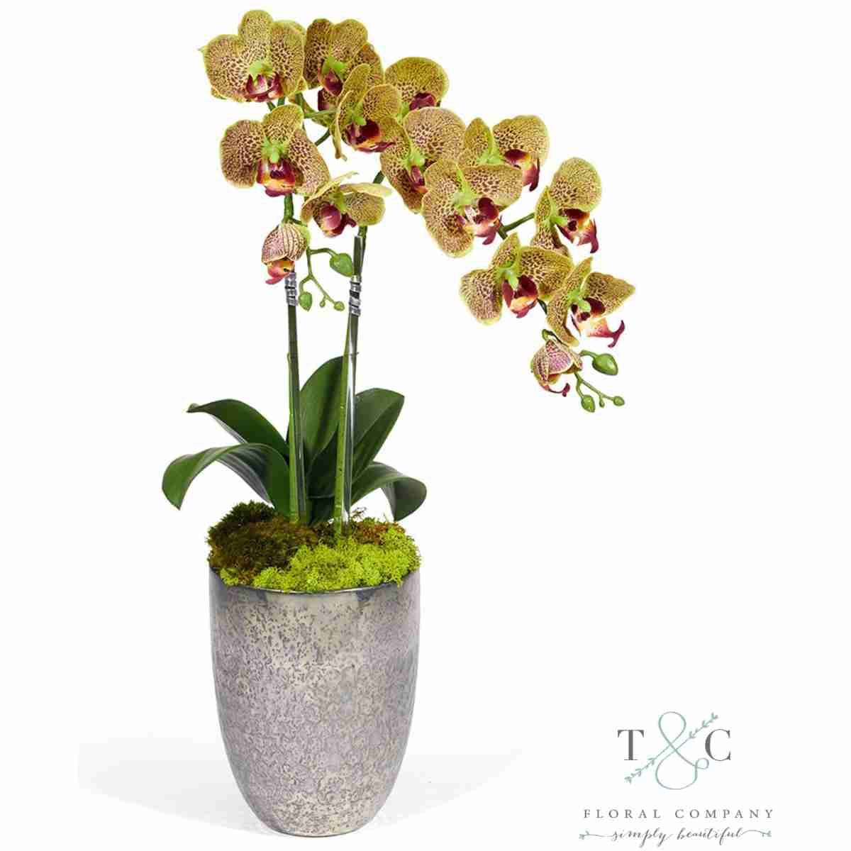 Green Double Orchid In Vintage Beehive Vase - 23L X 8W X 8H Floral Arrangement