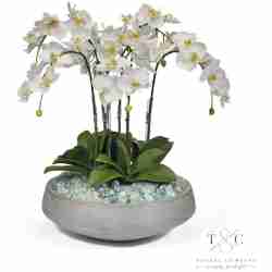 Orchids in Concrete Vessel - 30L X 22W X 20H Floral Arrangement