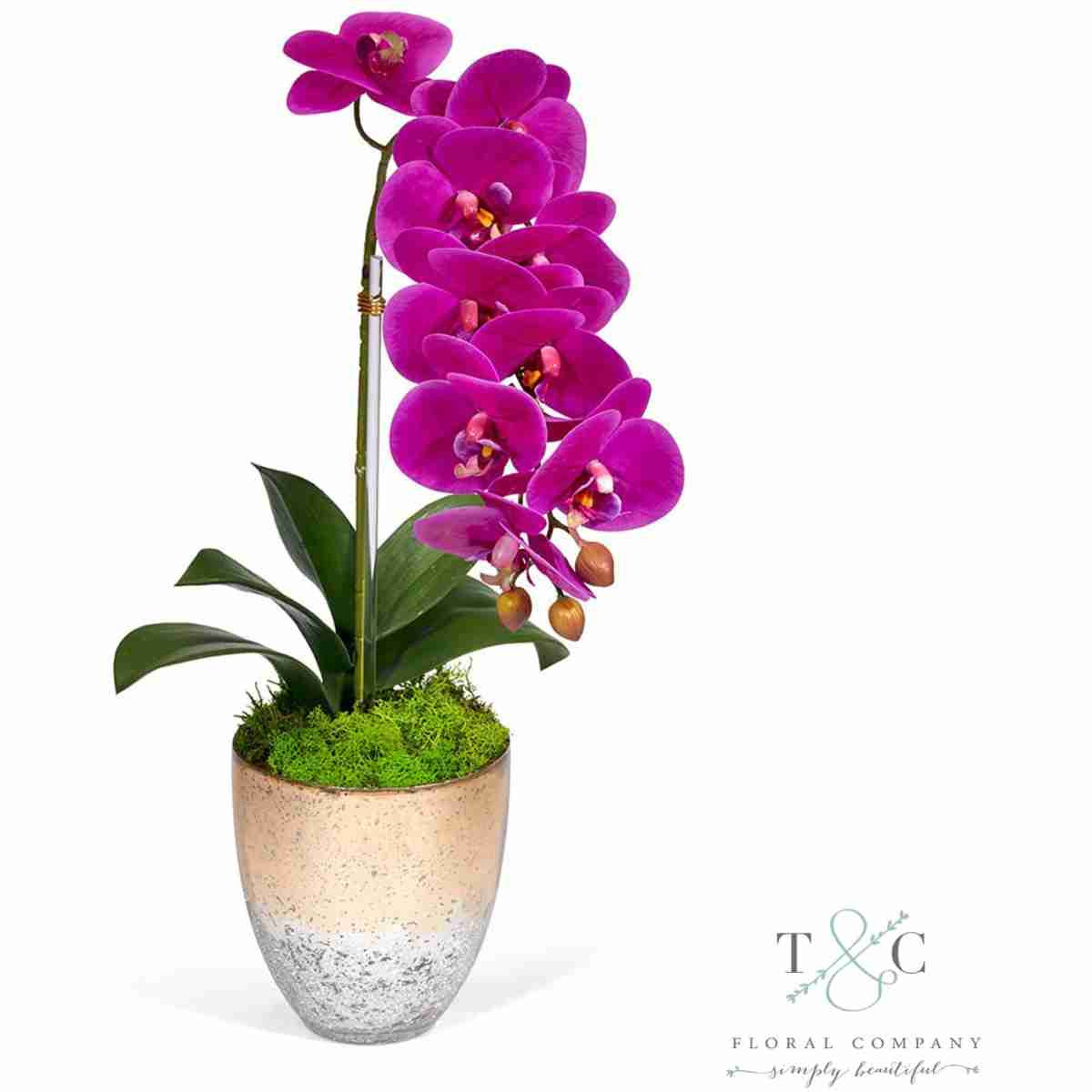 Single Fuchsia Orchid In Champagne Vase - 18L X 8W X 8H Floral Arrangement