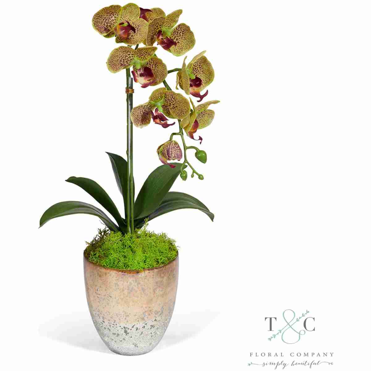 Single Green Orchid In Champagne Vase - 18L X 8W X 8H Floral Arrangement