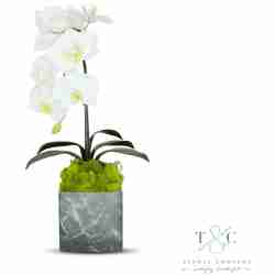 Single White Orchid with Moss in Black and Gray Faux Marble Container - 8L x 8W x 24H Floral Arrangement