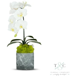 Single White Orchid with Moss in Black and Gray Faux Marble Container - 8L x 8W x 24H Floral Arrangement