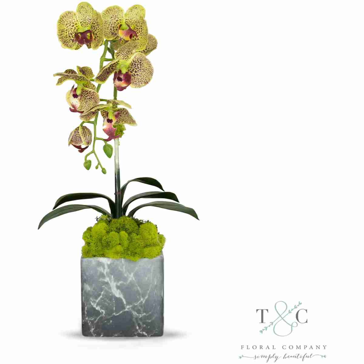 Single Green Orchid With Moss In Black And Gray Faux Marble Container - 8L X 8W X 24H Floral Arrangement