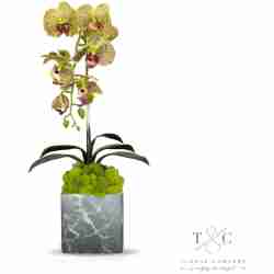 Single Green Orchid with Moss in Black and Gray Faux Marble Container - 8L x 8W x 24H Floral Arrangement