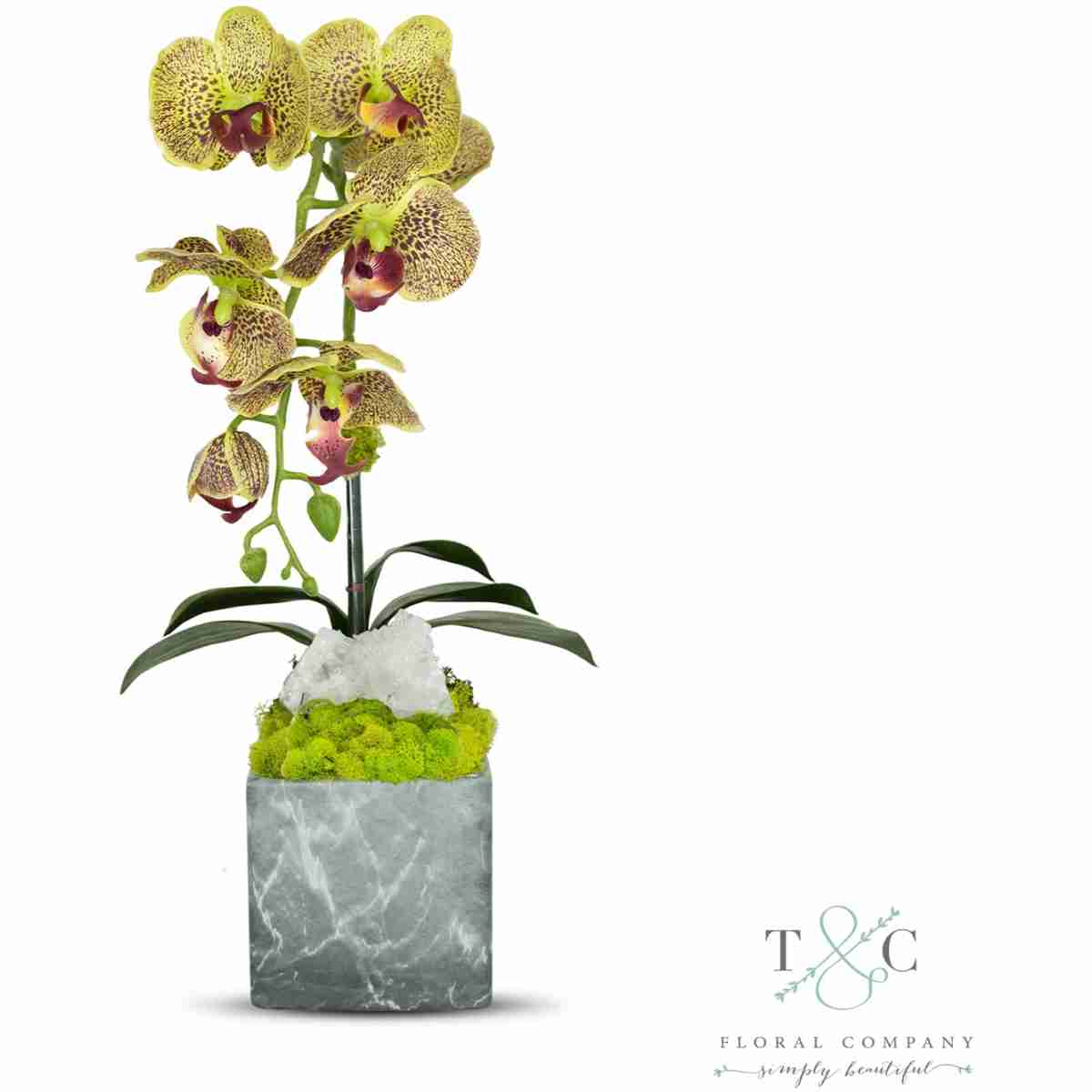 Single Green Orchid With Quartz In Black And Gray Faux Marble Container - 8L X 8W X 24H Floral Arrangement