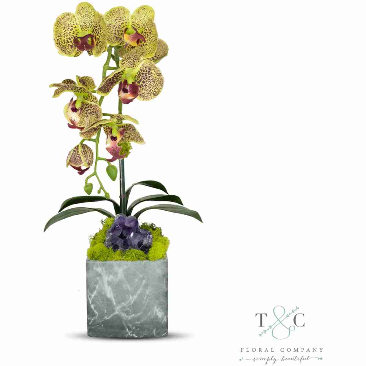 Single Green Orchid With Amethyst In Black And Gray Faux Marble Container - 8L X 8W X 24H Floral Arrangement