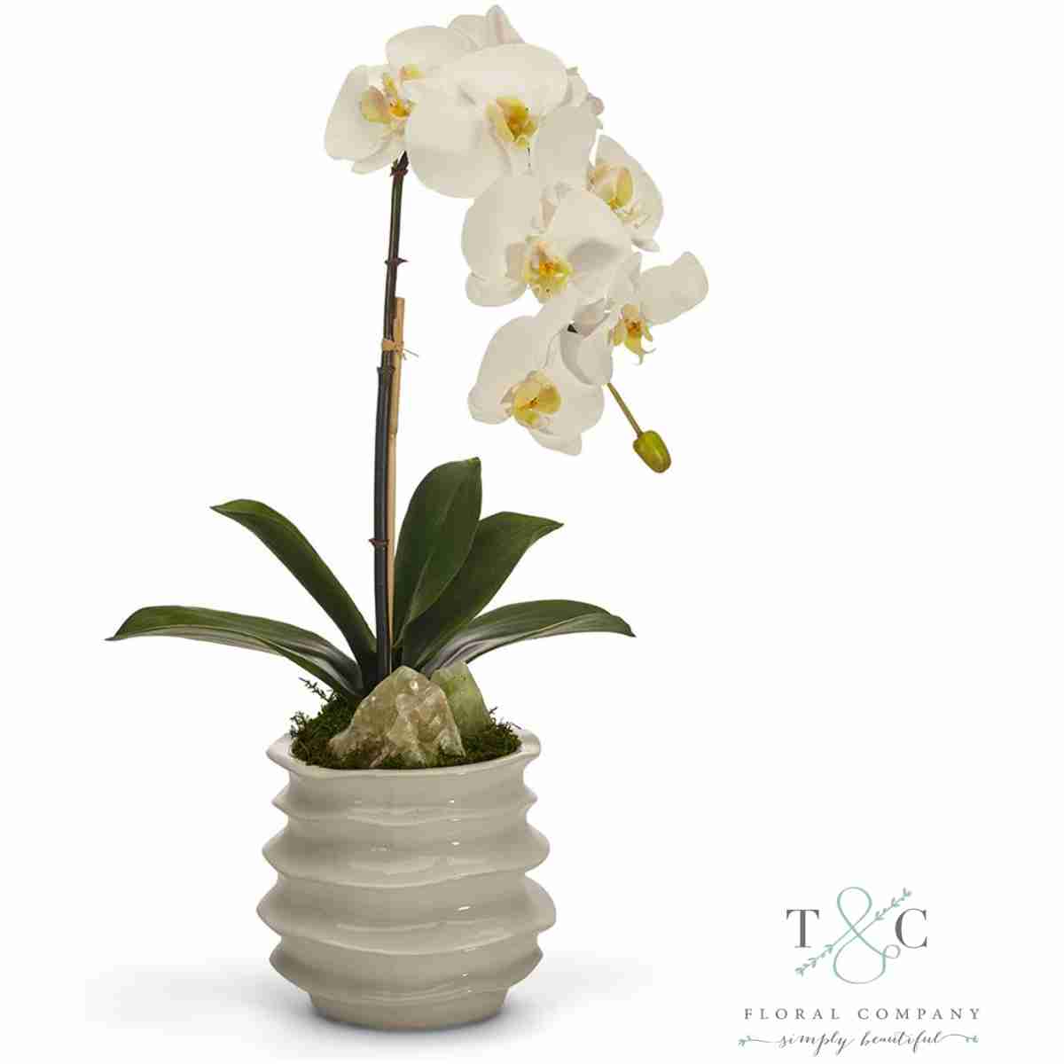 White Orchid In White Wavy Pot With Green Calcite - 7L X 7W X 22H Floral Arrangement