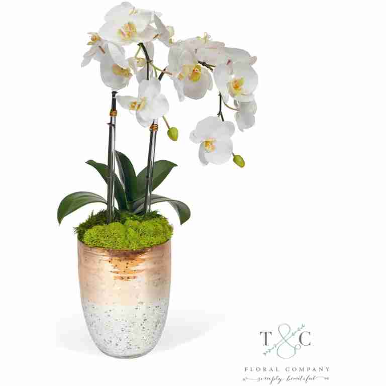 White Double Orchid in Champagne Gold Glass Container - 23L X 8W X 8H Floral Arrangement