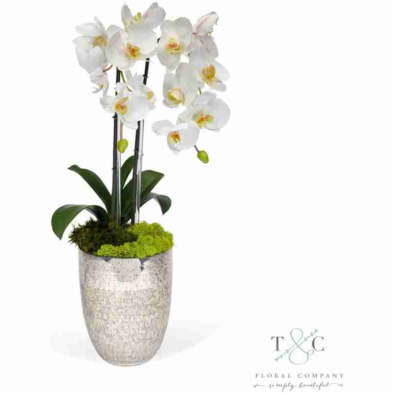 White Double Orchid in Vintage Beehive Vase - 23L X 8W X 8H Floral Arrangement